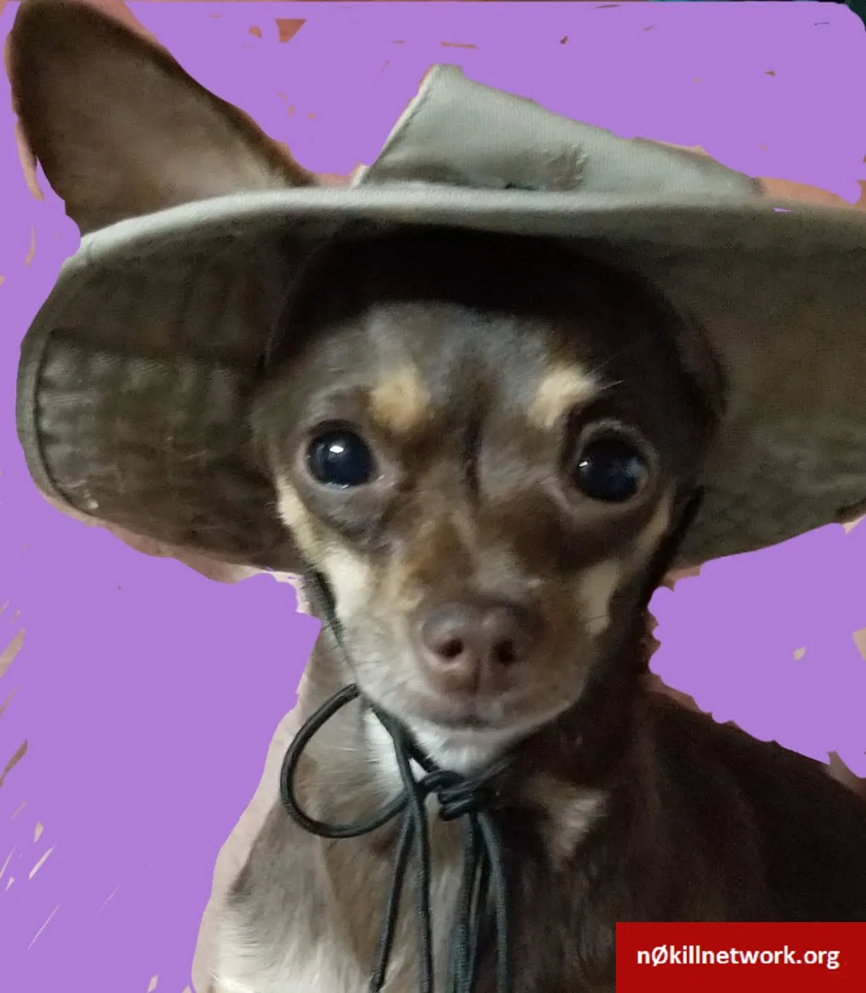 Lost dog in Buena Park, CA, 90620