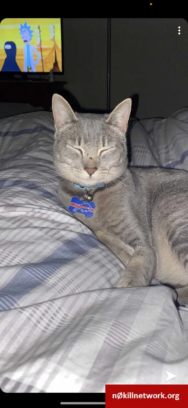 Lost cat in La Fayette, NY, 13084