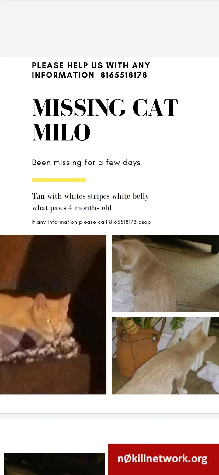 Lost cat in Plattsburg, MO, 64477