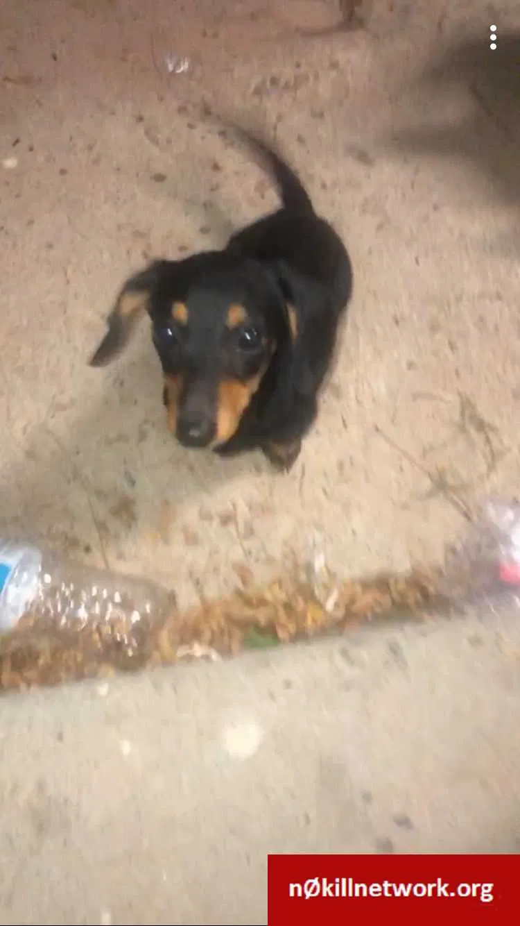 Lost dog in Colorado City, CO, 81019