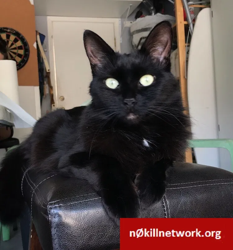 Lost cat in Rocklin, CA, 95765