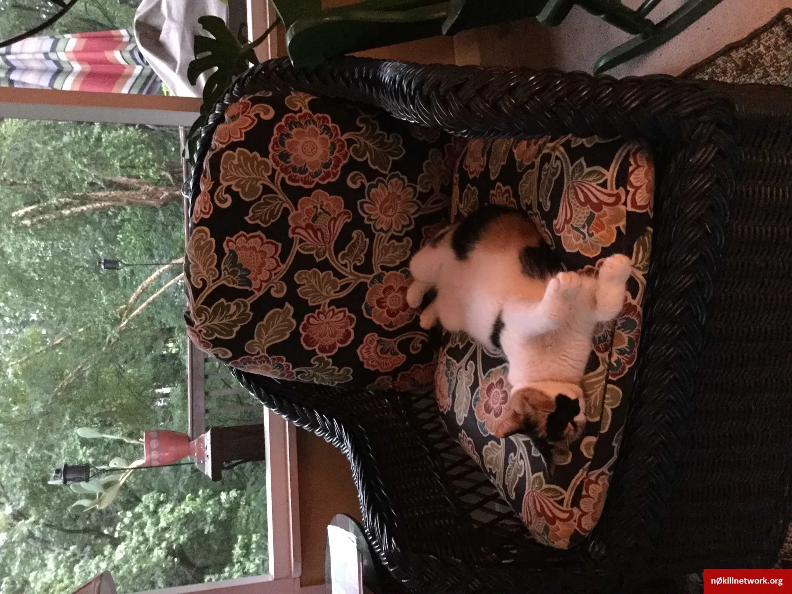 Lost cat in Winston Salem, NC, 27103