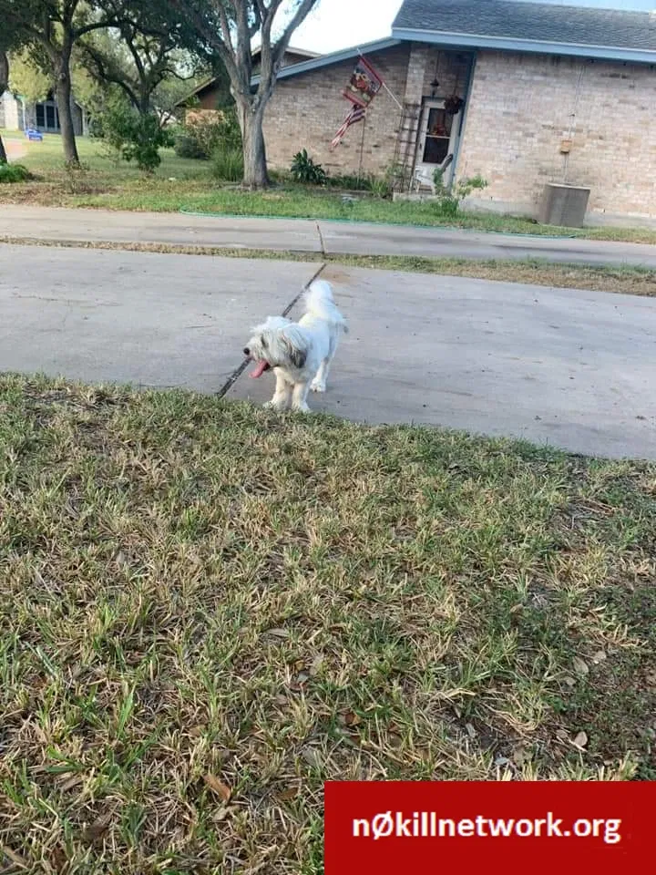 Lost dog in Corpus Christi, TX, 78413