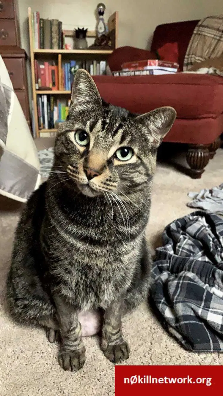 Lost cat in Rochester, NY, 14607