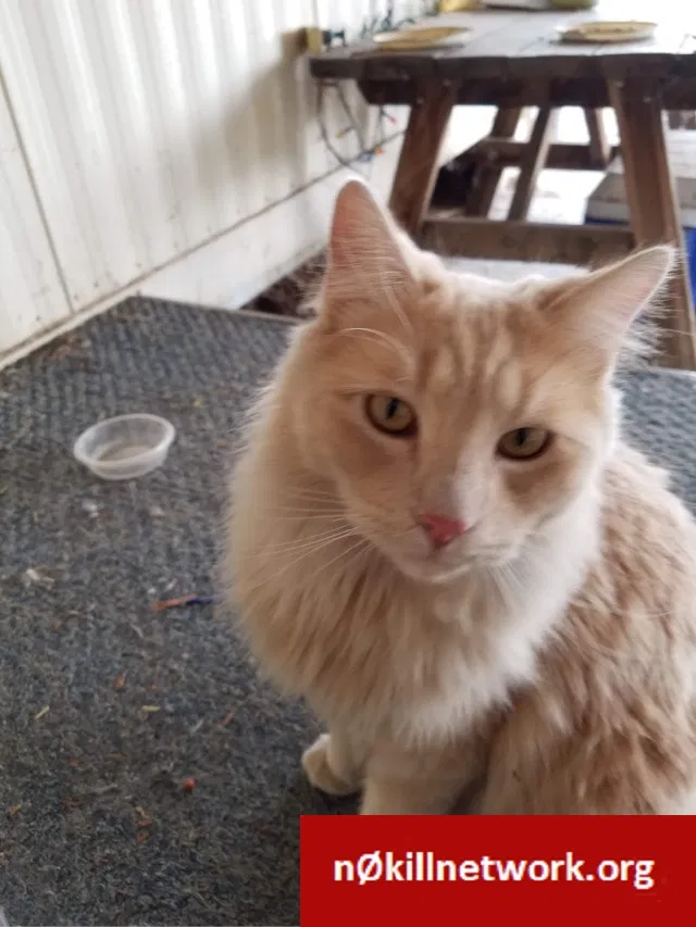 Lost cat in Mesa, AZ, 85204