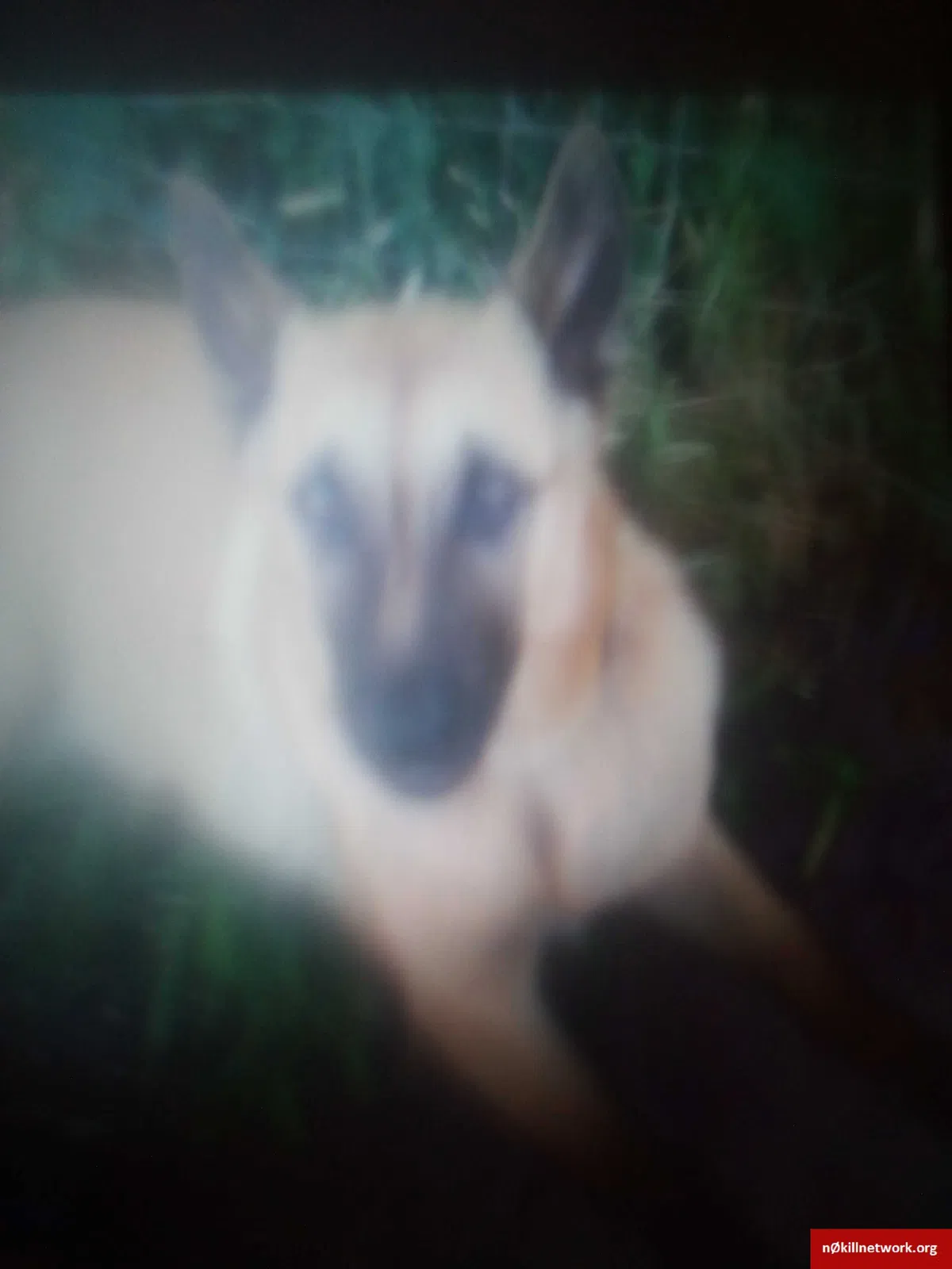 Lost dog in Roseville, CA, 95747