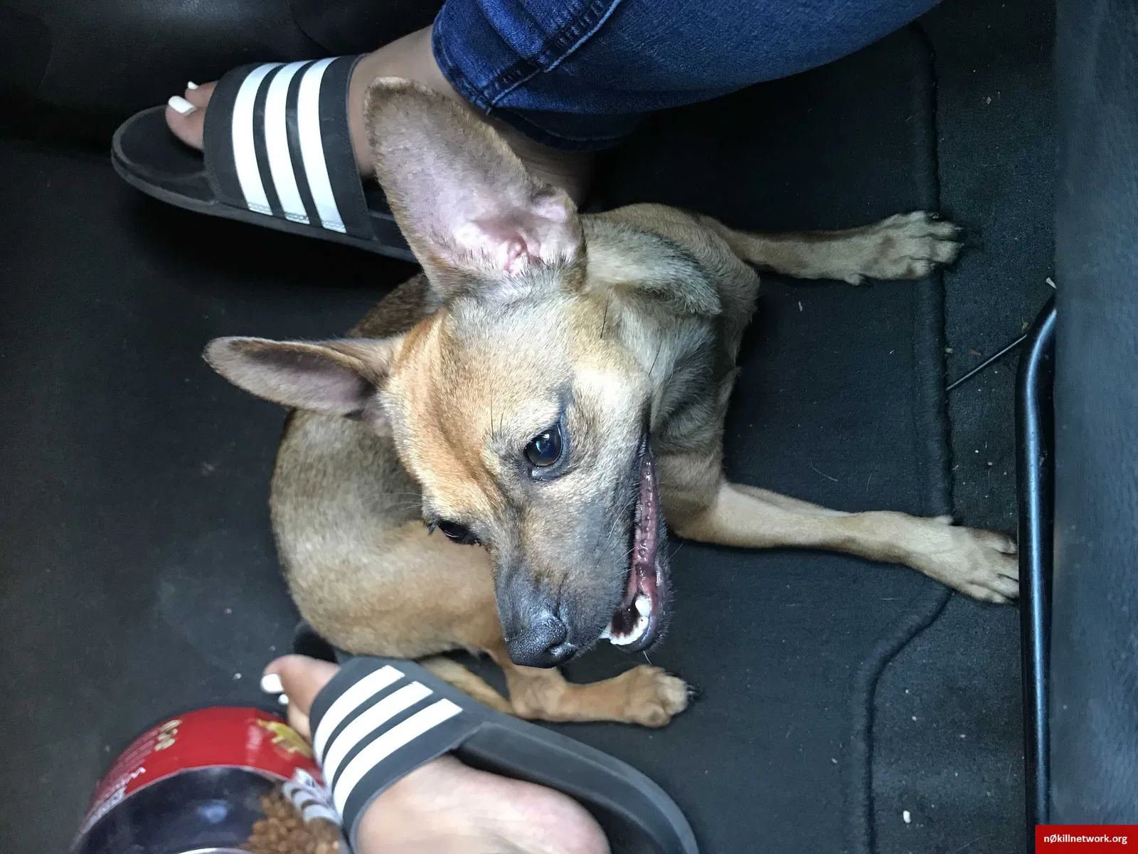 Lost dog in Sacramento, CA, 95823
