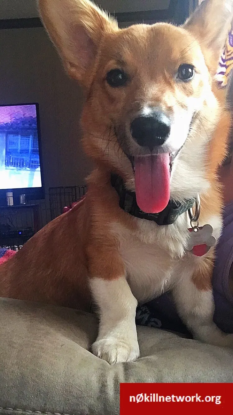 Lost dog in Pelahatchie, MS, 39145