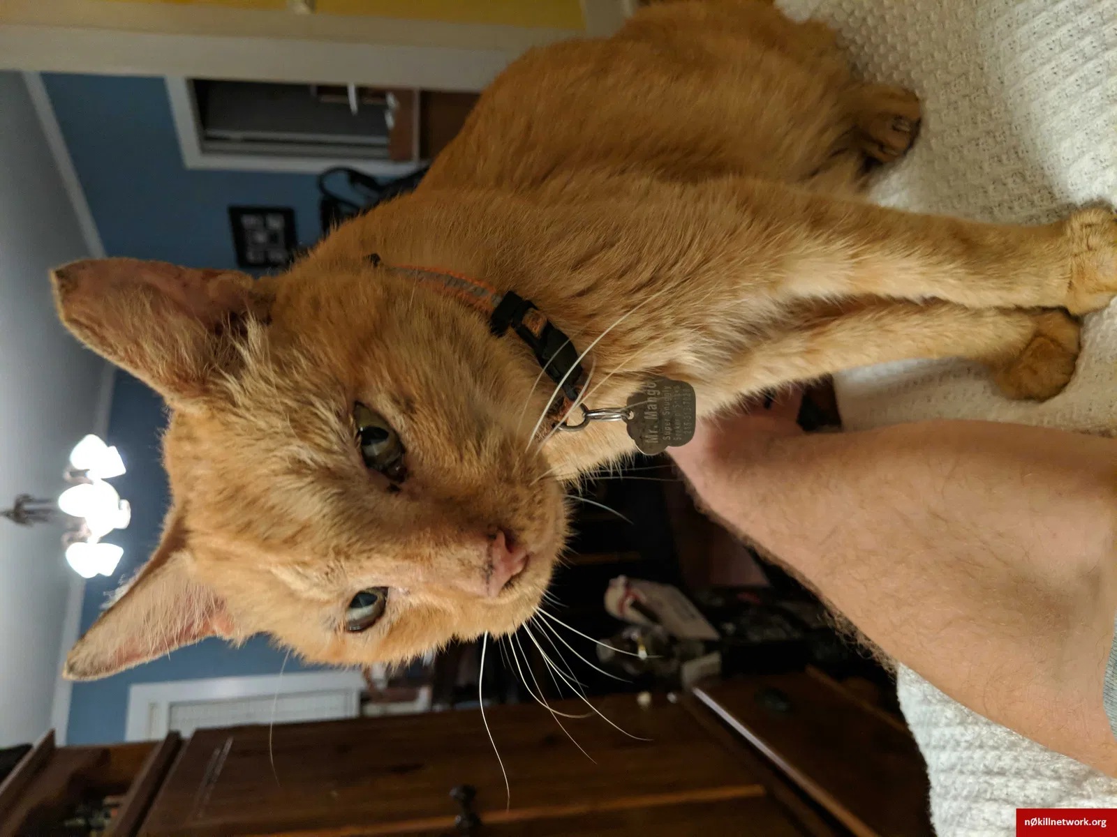 Lost cat in Hawthorne, FL, 32640