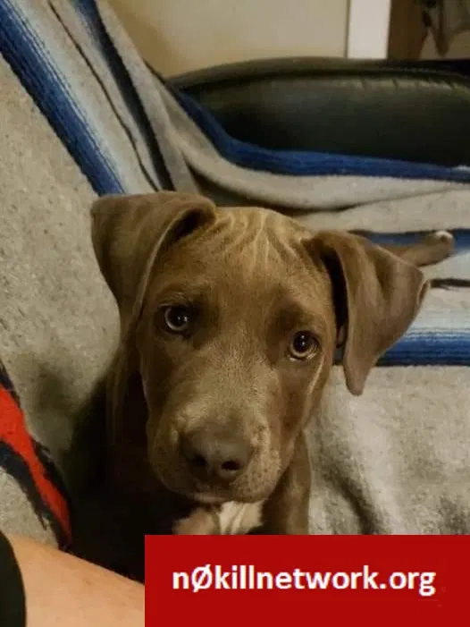 Lost dog in Corsicana, TX, 75110