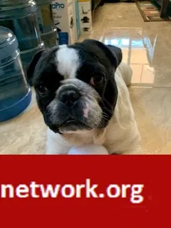 Lost dog in Riverside, CA, 92508