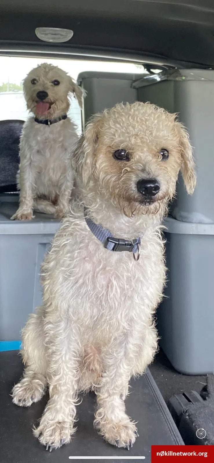 Lost dog in Hidalgo, TX, 78557