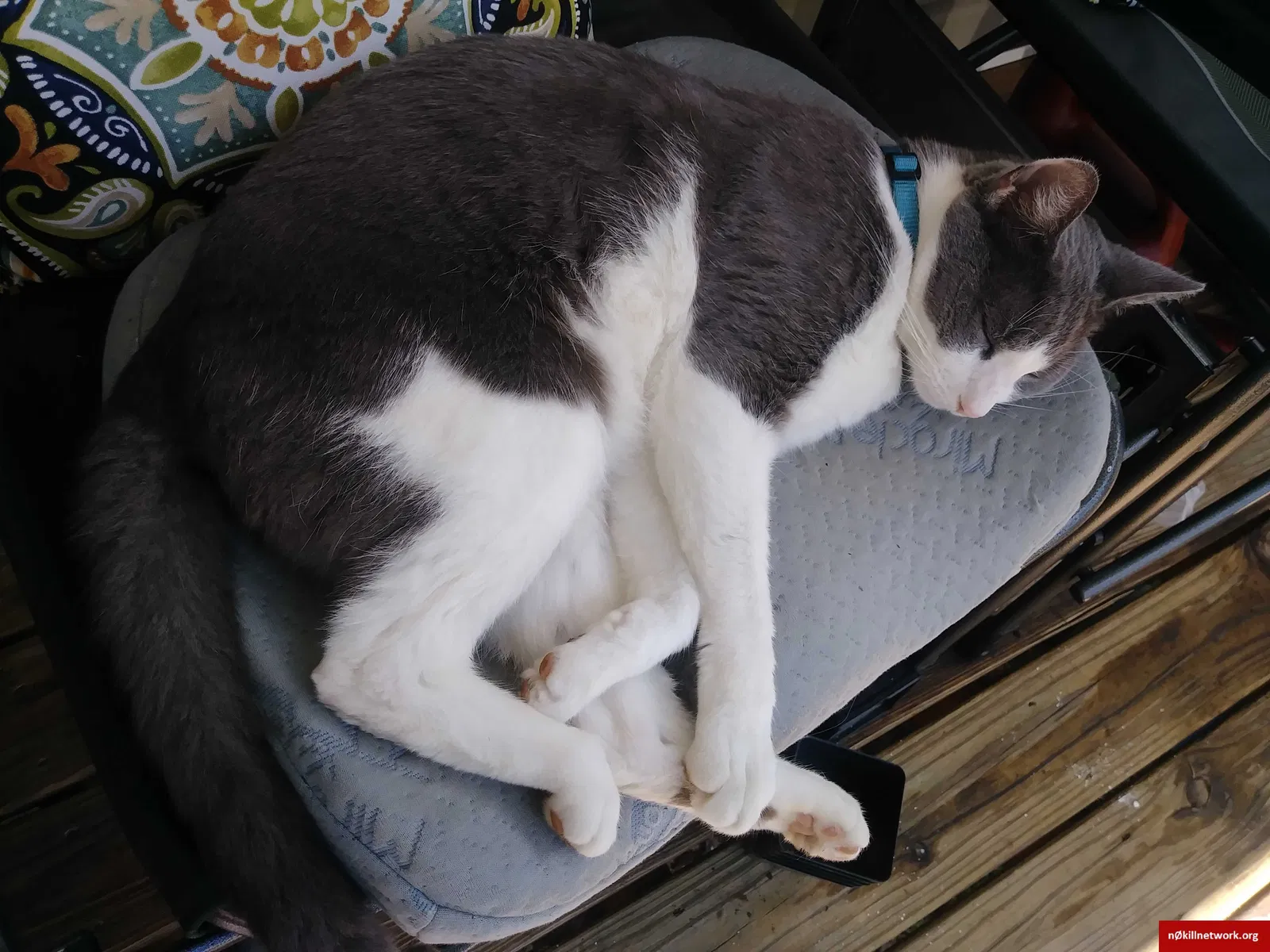 Lost cat in Asheville, NC, 28805