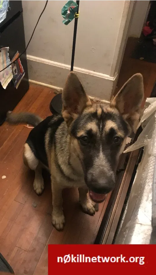 Lost dog in Spartanburg, SC, 29301