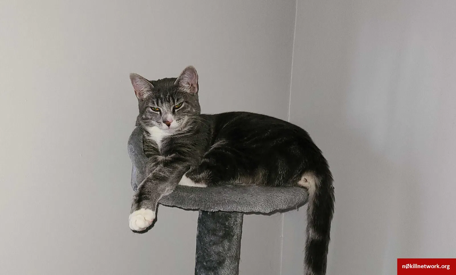 Lost cat in North Attleboro, MA, 2760