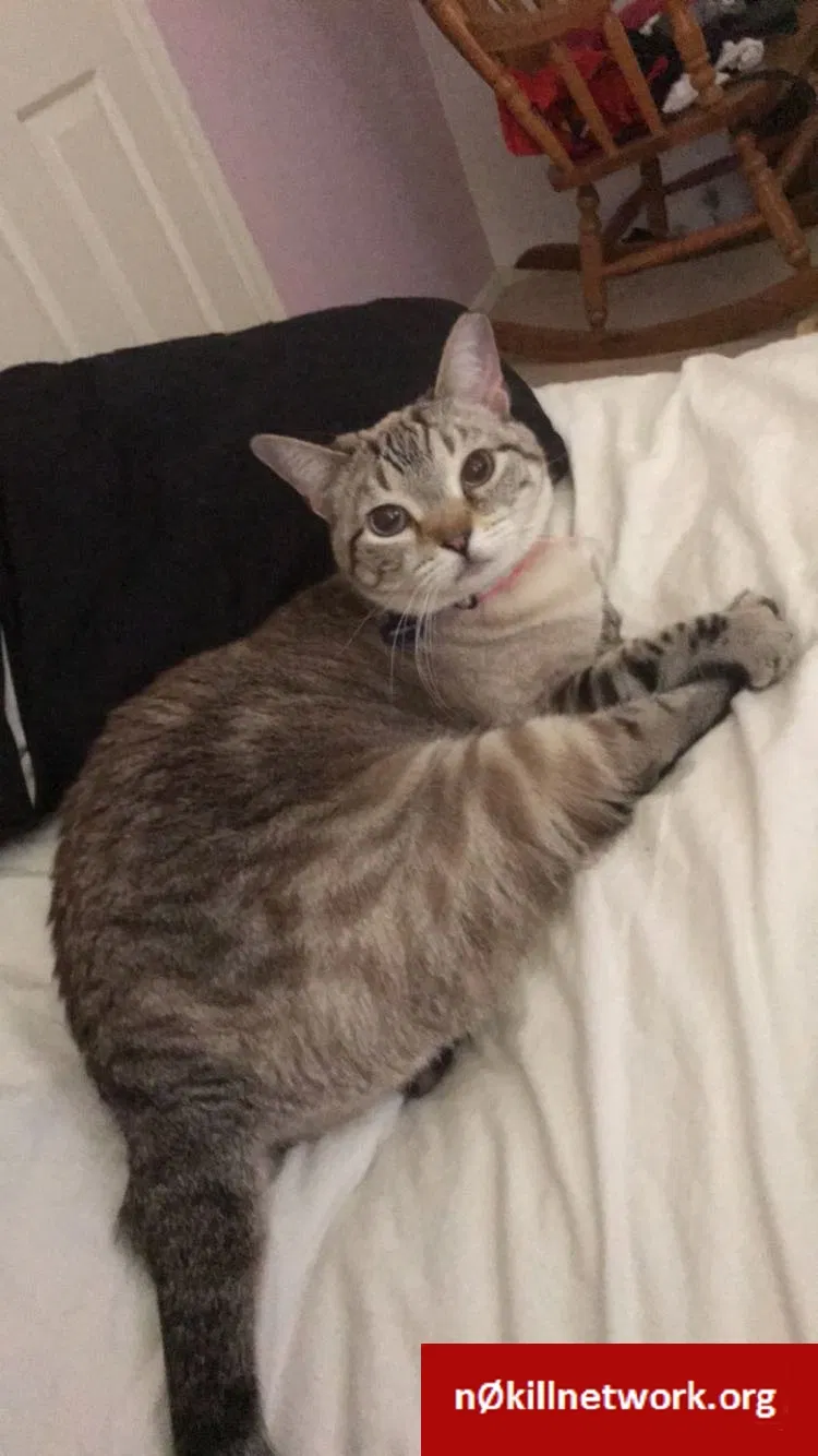 Lost cat in Tucson, AZ, 85742