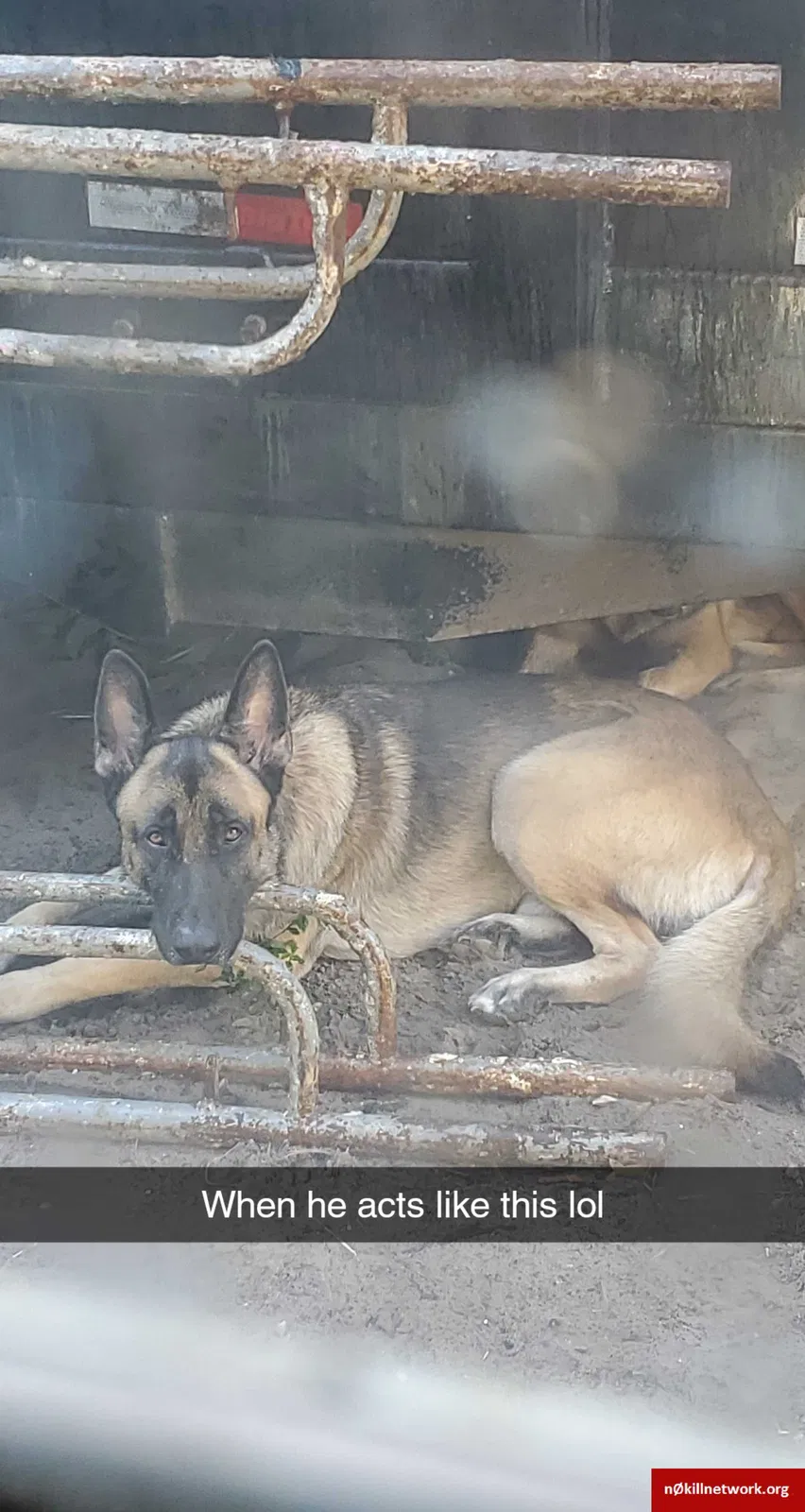 Lost dog in Jacksonville, FL, 32211