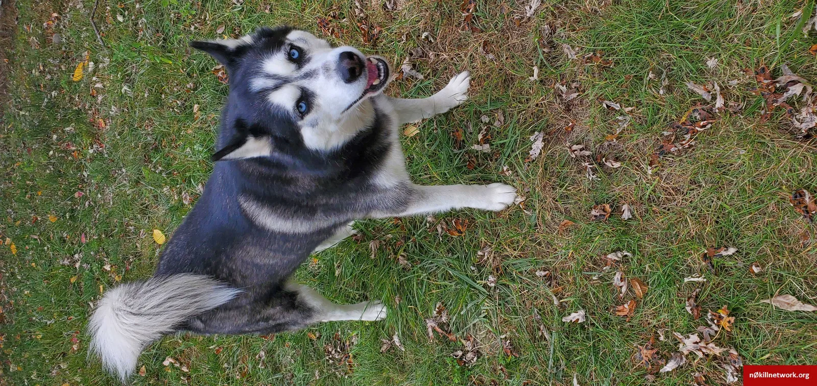 Lost dog in Toledo, OH, 43612