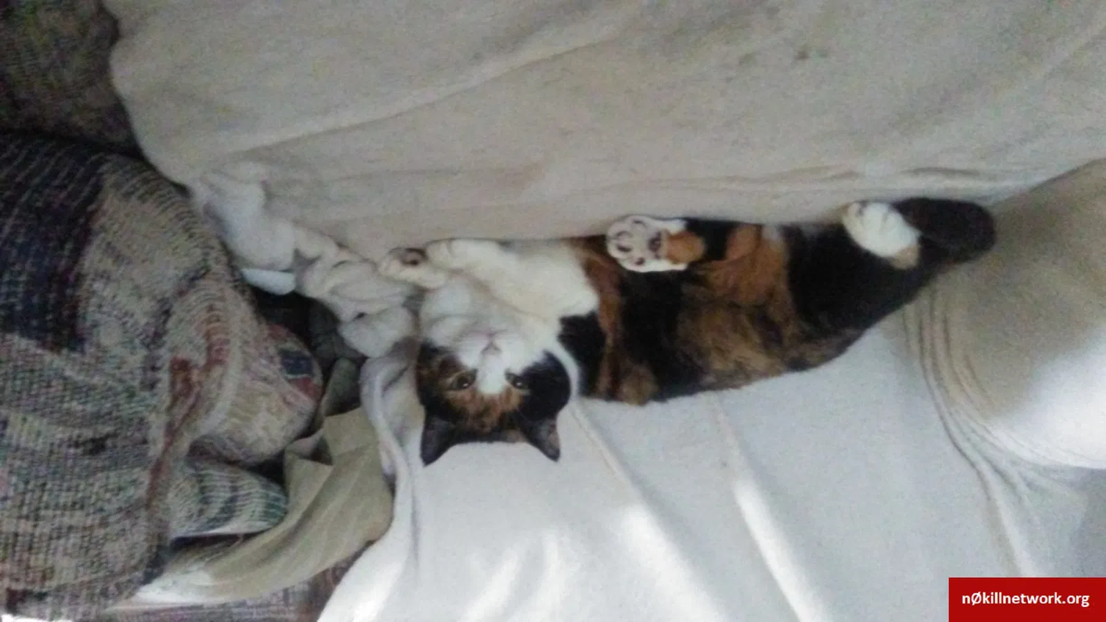 Lost cat in Waterford, MI, 48328