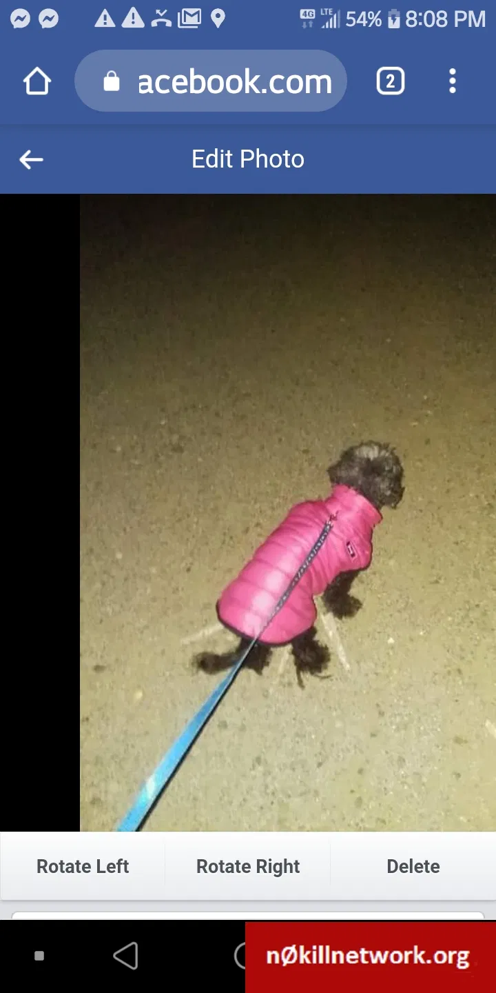 Lost dog in Burnsville, MN, 55306