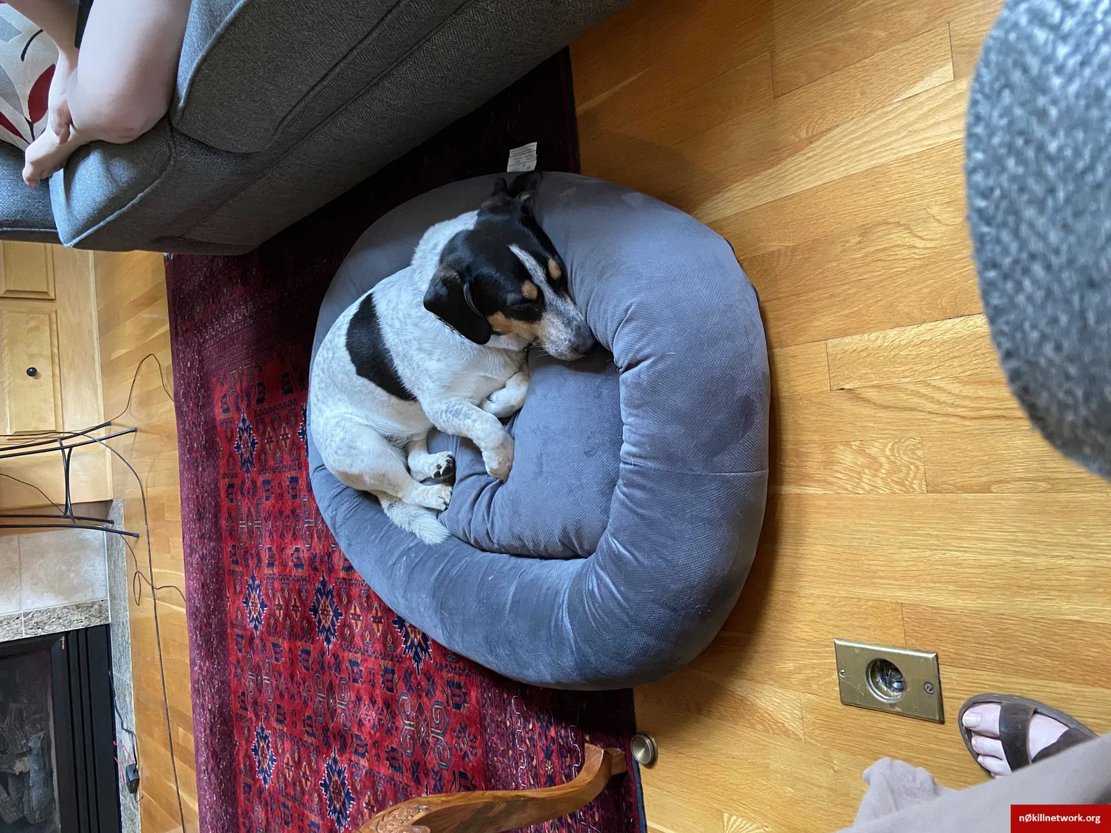 Lost dog in Eden Prairie, MN, 55347