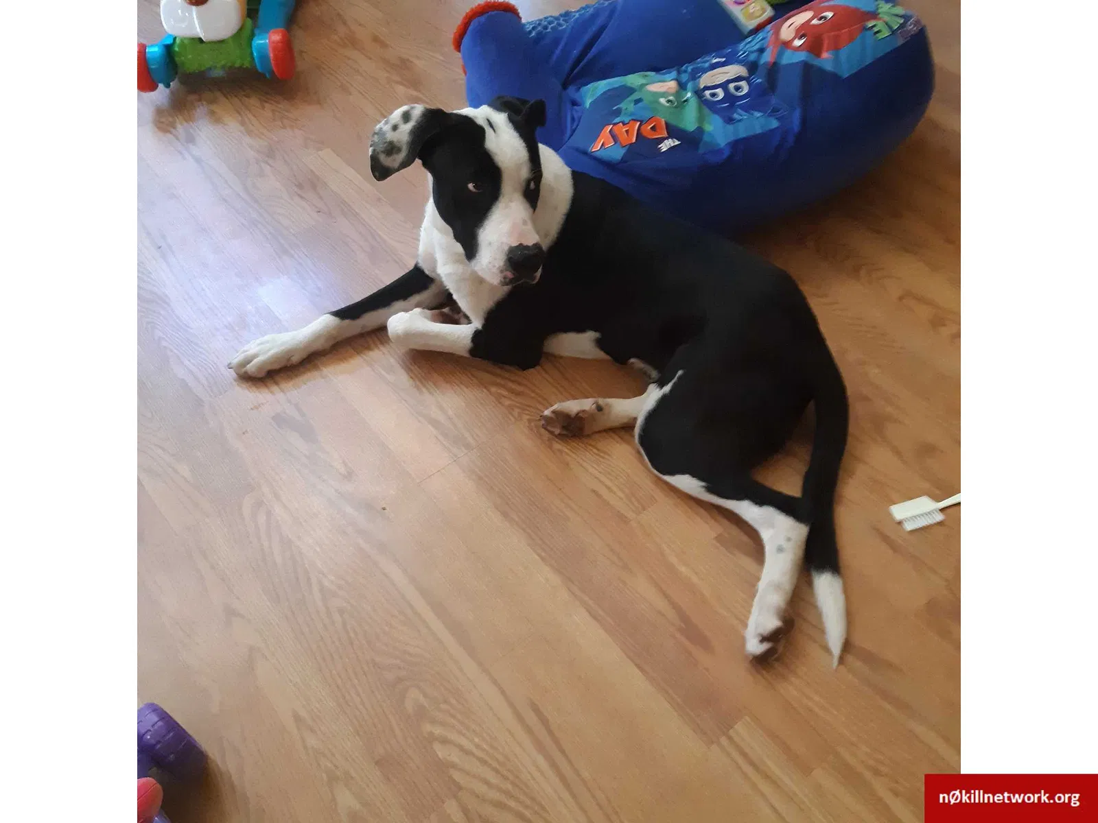 Found dog in Oxford, GA, 30054