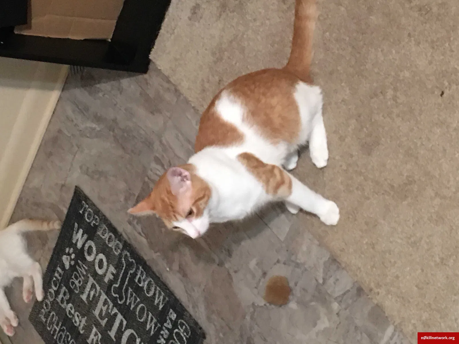 Lost cat in Sheppard Afb, TX, 76311
