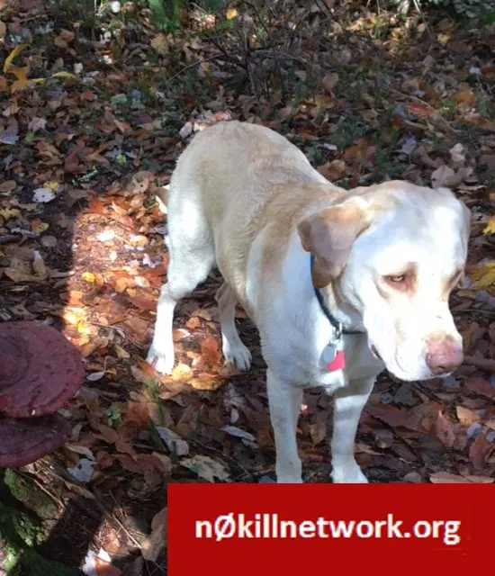 Lost dog in Montpelier, OH, 43543