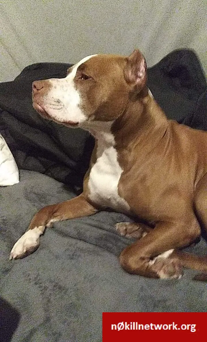 Lost dog in Des Moines, IA, 50315
