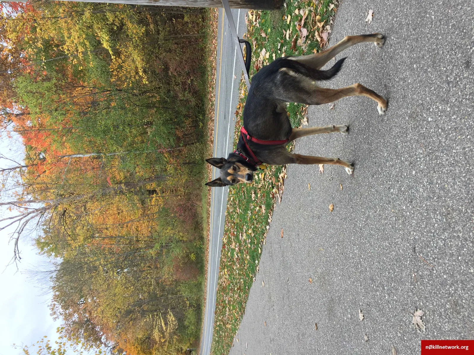 Lost dog in Grand Rapids, MI, 49512