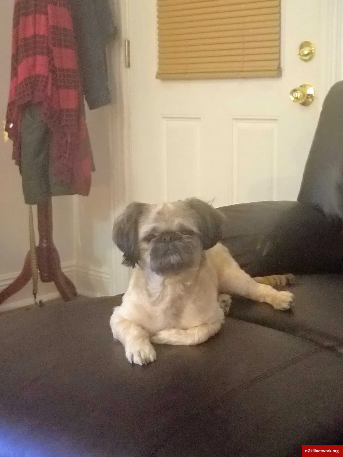 Lost dog in New Orleans, LA, 70119