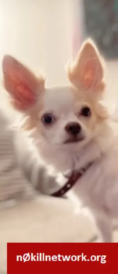 Lost dog in Miami, FL, 33162
