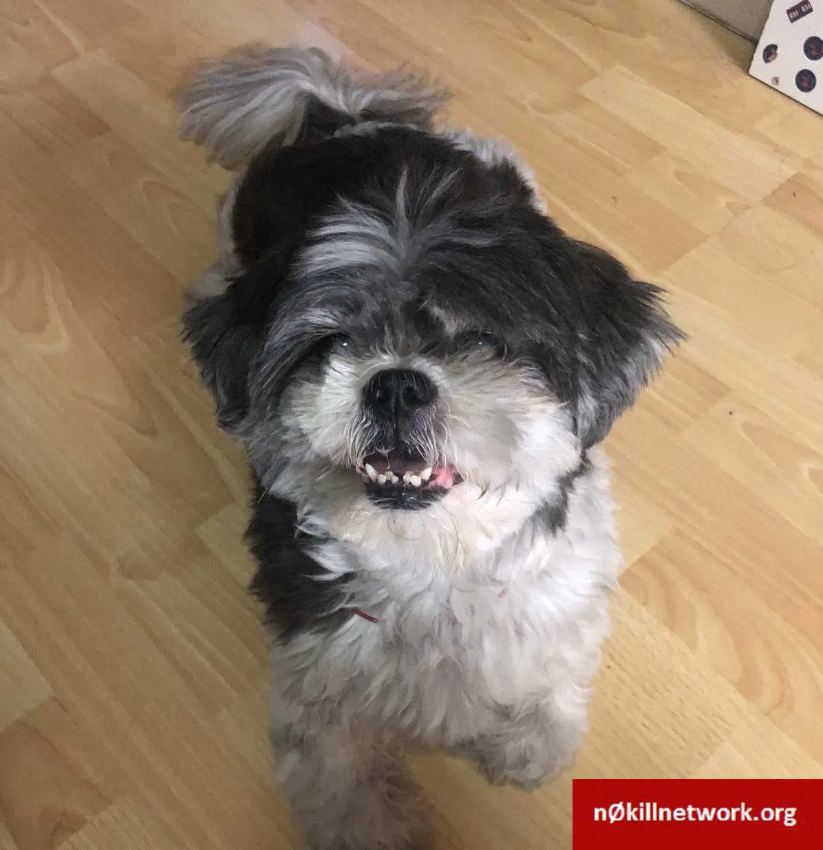 Lost dog in Oakland, CA, 94606