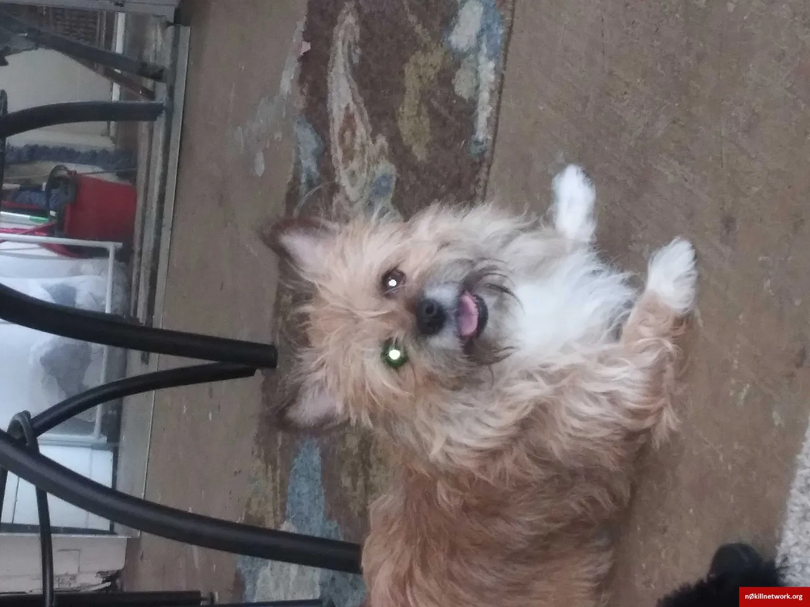 Lost dog in Gretna, LA, 70056