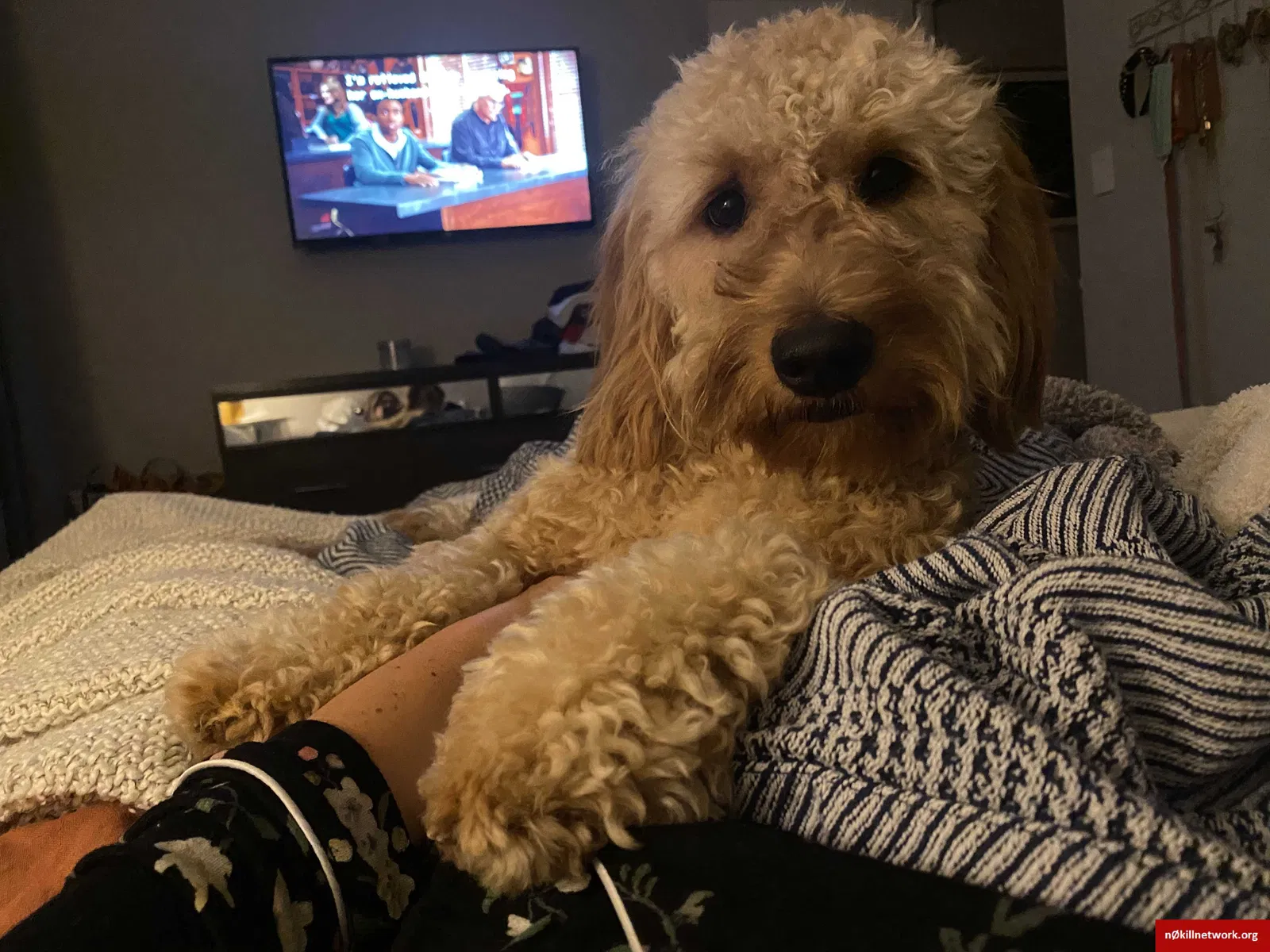 Lost dog in Tucson, AZ, 85713