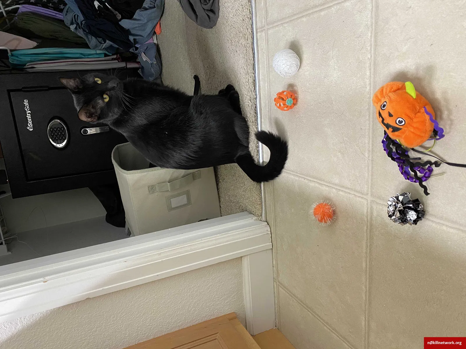 Lost cat in Peyton, CO, 80831