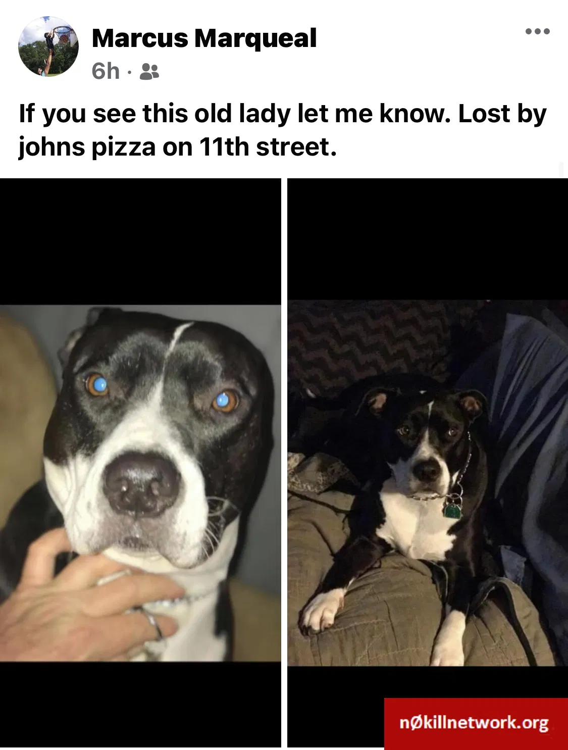 Lost dog in Rockford, IL, 61109