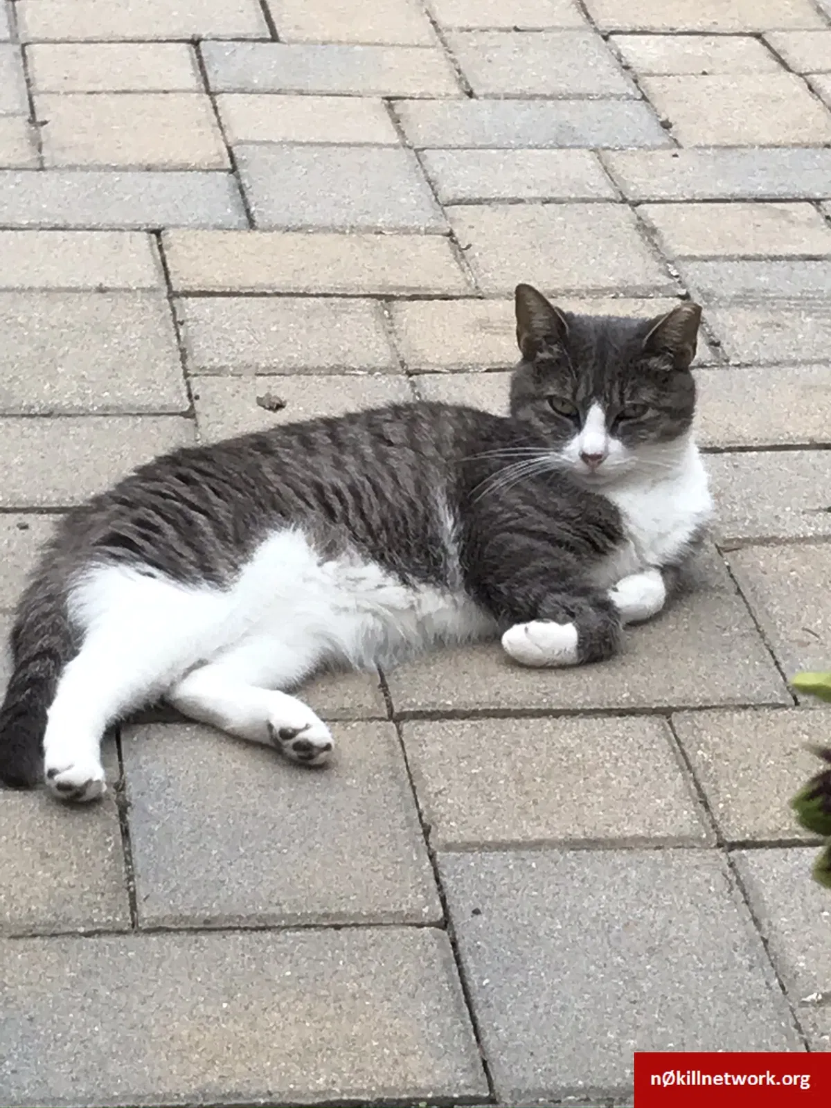 Lost cat in Islip, NY, 11751