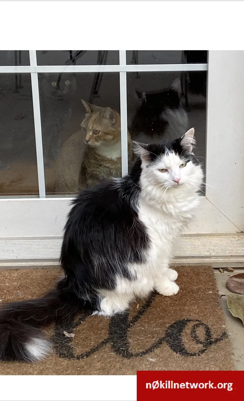 Lost cat in Winston Salem, NC, 27106