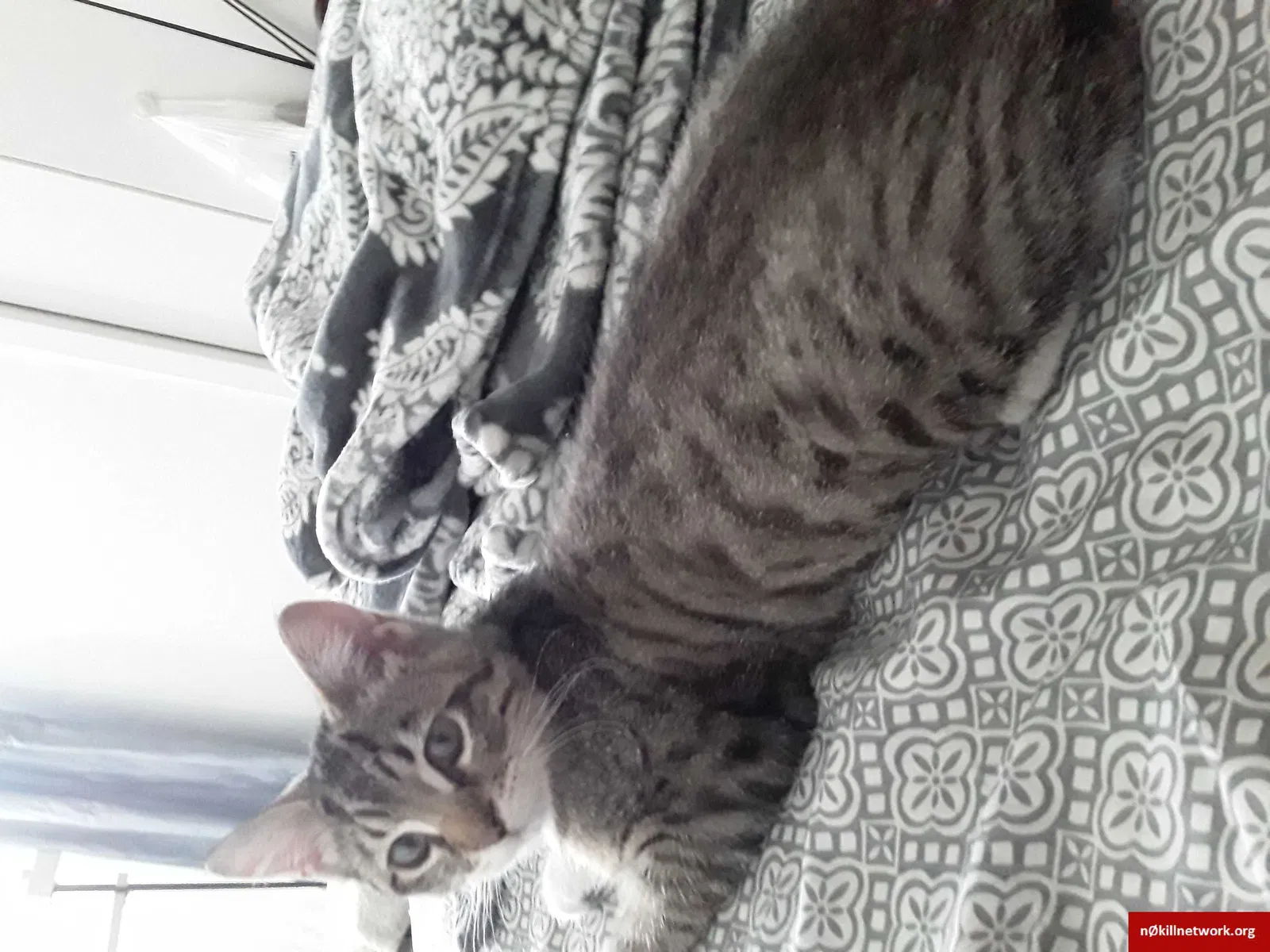 Lost cat in Wilmington, NC, 28403