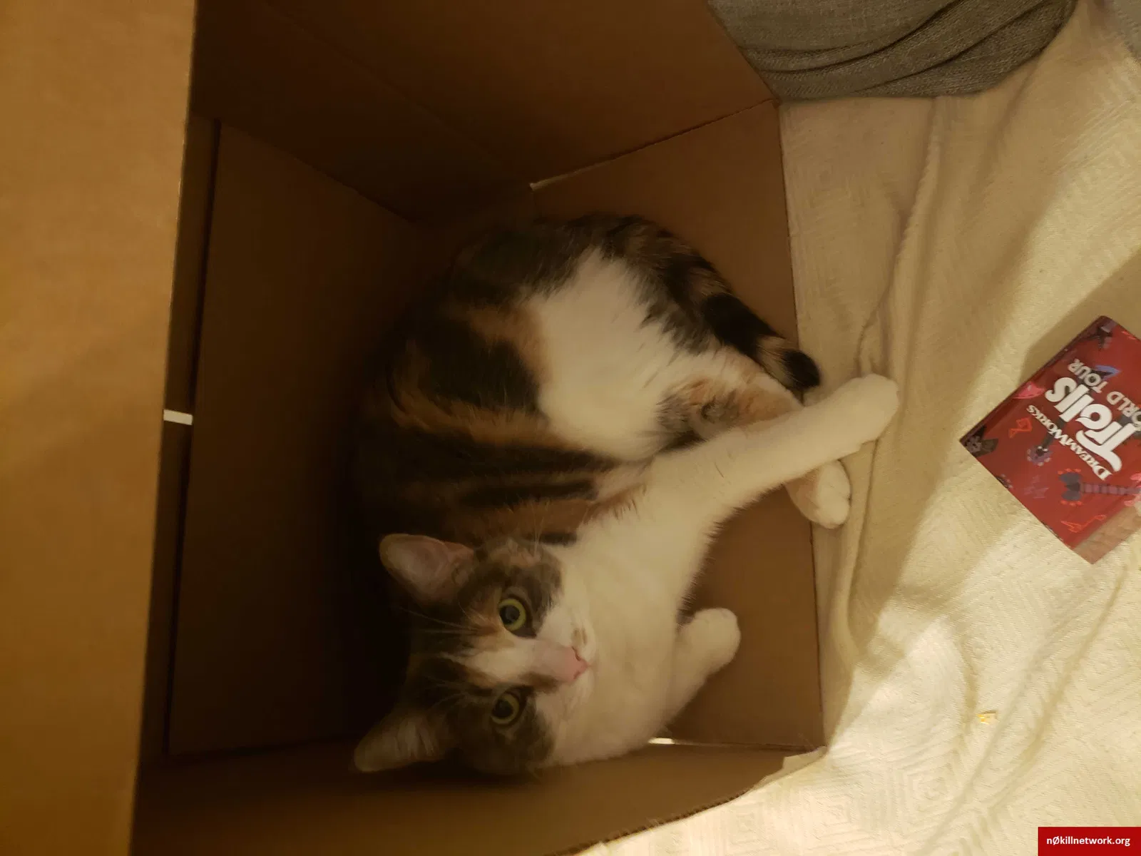 Lost cat in Eaton, CO, 80615