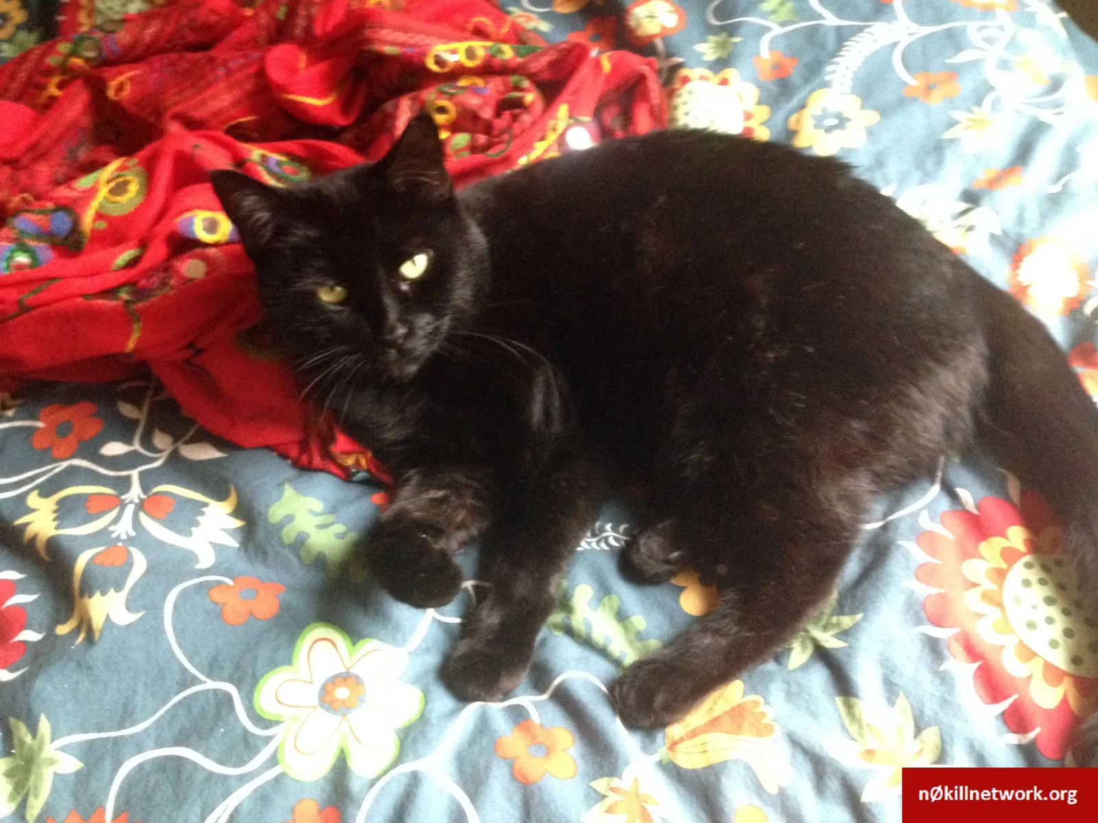 Lost cat in Arlington, MA, 2476