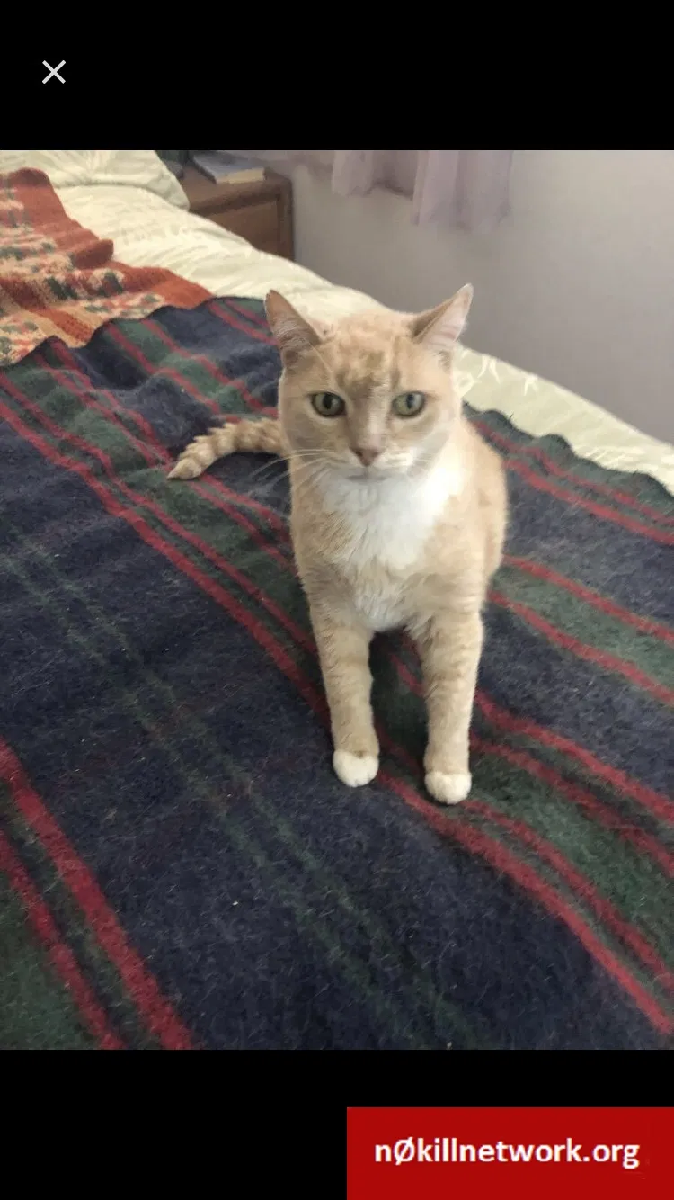 Lost cat in Ventura, CA, 93004
