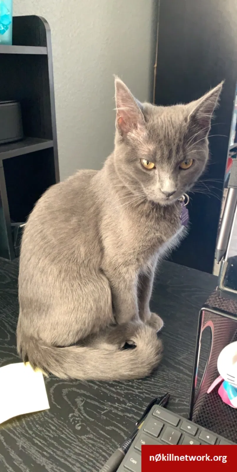 Lost cat in Rio Rancho, NM, 87124