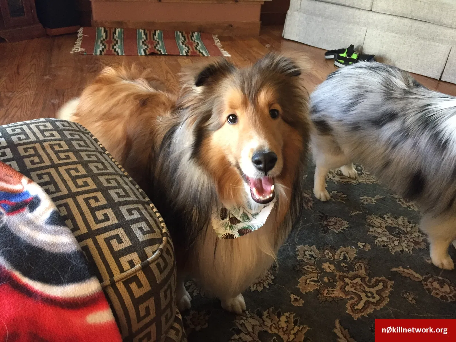 Lost dog in Loveland, CO, 80538