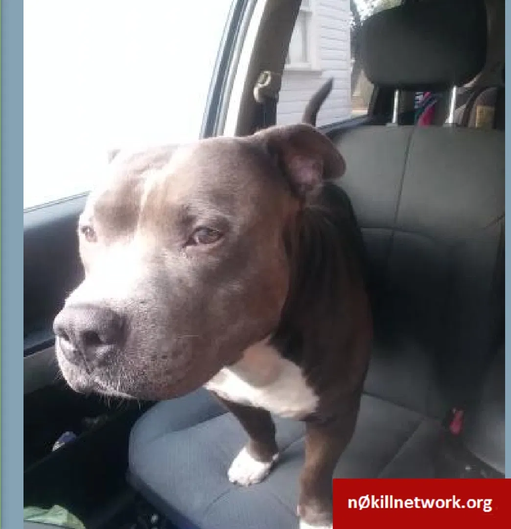 Lost dog in Daytona Beach, FL, 32117