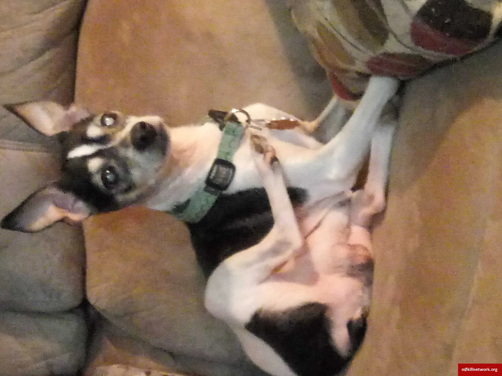 Lost dog in Seffner, FL, 33584