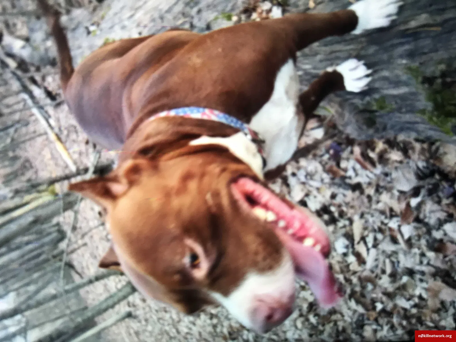 Lost dog in Brookneal, VA, 24528