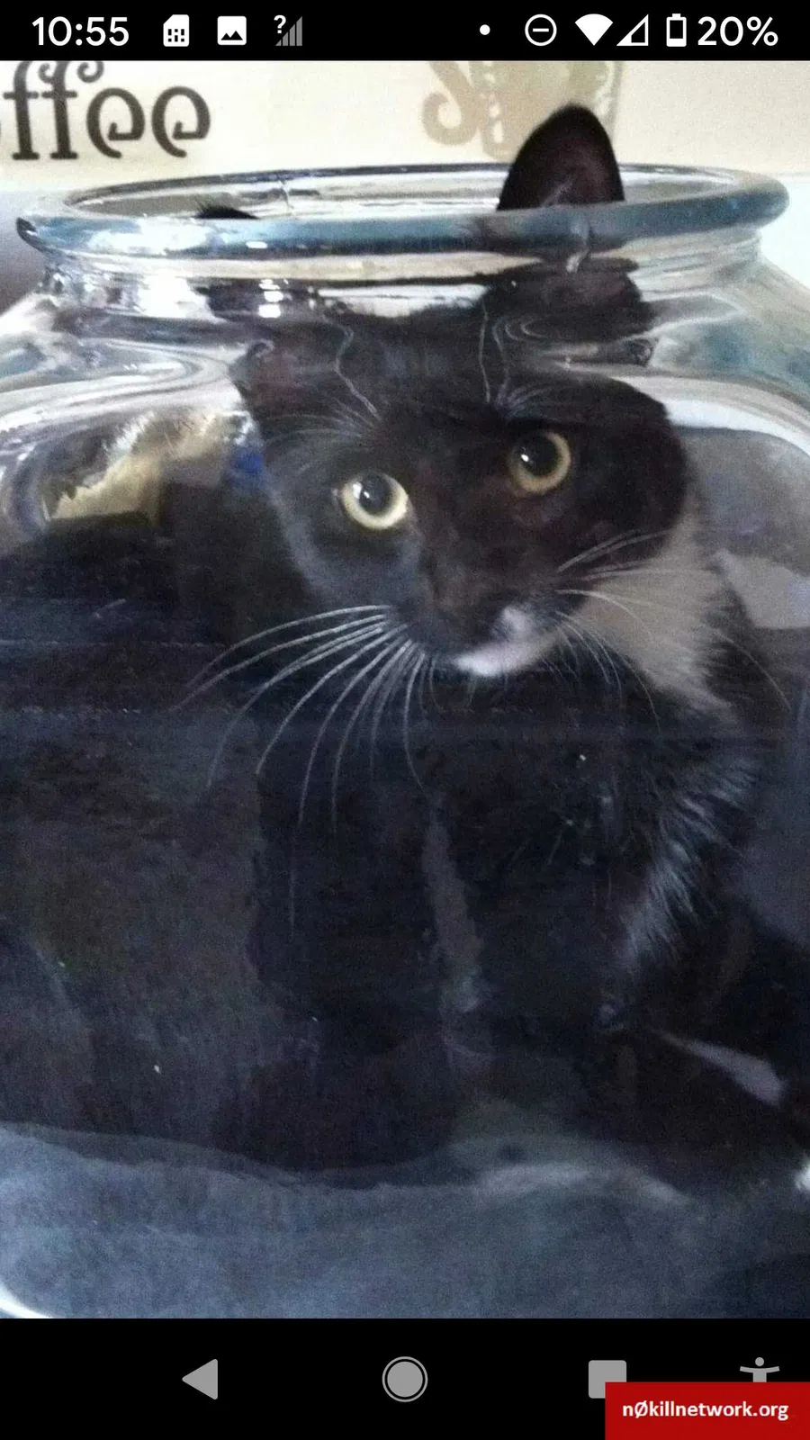Lost cat in West Hartford, CT, 6117