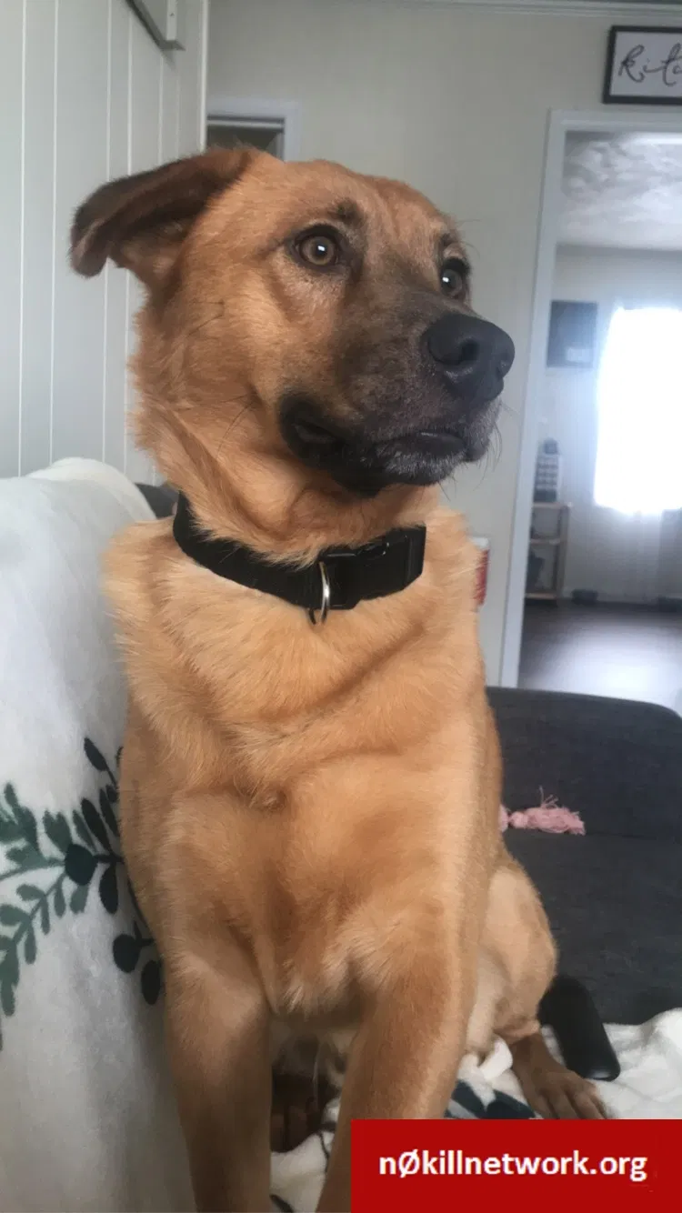 Lost dog in Mount Airy, NC, 27030